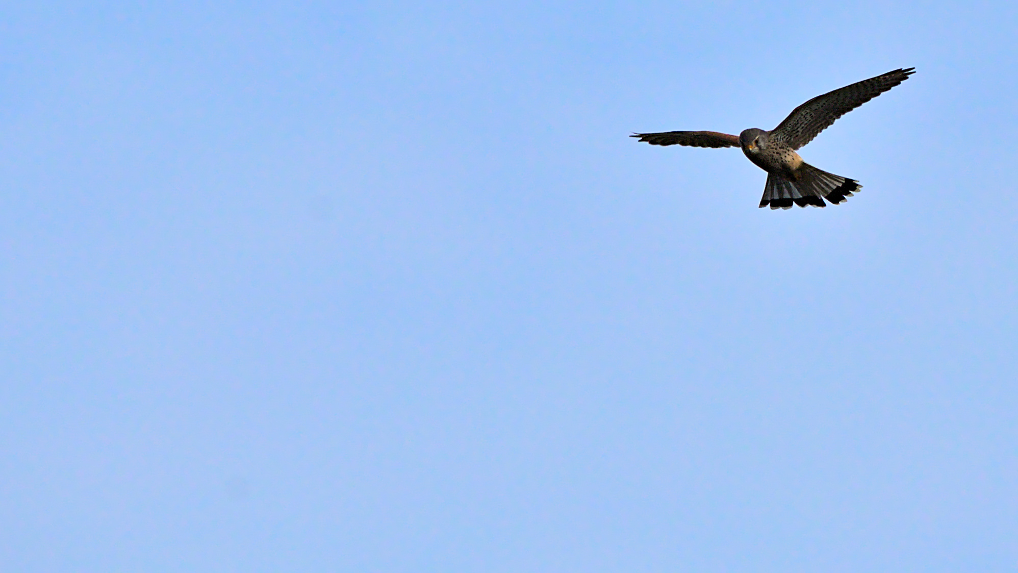 Falke